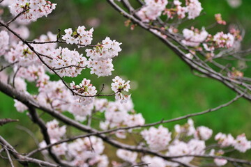 春を感じる午後