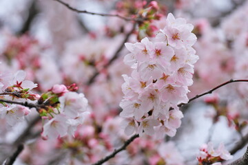 Obraz premium 陽気を感じる春