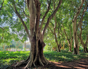 Shady Fig Trees growing in Hyde Park, Sydney