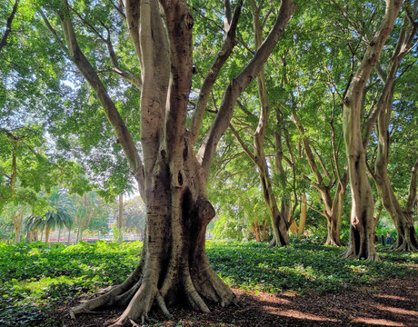 Shady Fig Trees growing in Hyde Park, Sydney