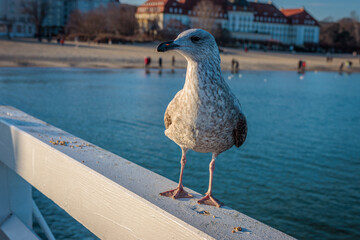 Sopot, Poland - December 25 2024 