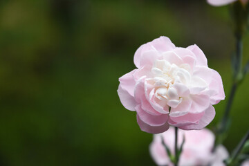 ピンクのカーネーション