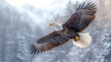 Obraz premium Stunning Bald Eagle in Majestic Flight Over Snowy Landscape