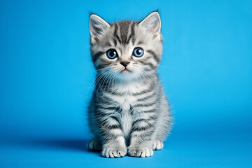 Obraz premium Studio Shot of Gray and White Striped Cat Sitting on Blue Background