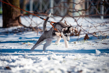 blue-eyed husky puppy dressed in an orange harness and leash digging in the snow in a winter park