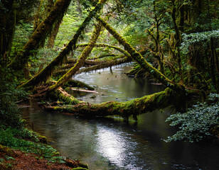 Obraz premium A river flows through a lush rainforest, its banks covered in green moss.