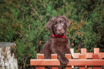 chocolate-colored Labrador puppy sitting in a decorative wooden cart against a background of green bushes