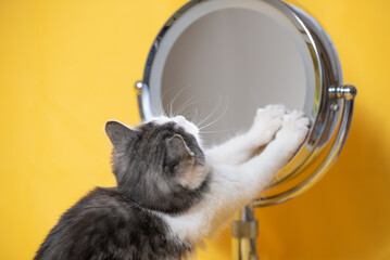 funny silver-white kitten looking in surprise in a cosmetic mirror with magnification effect