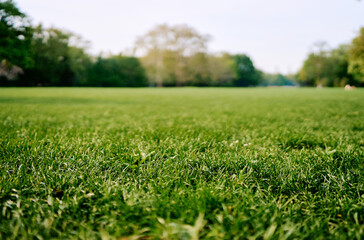 Peaceful Green Meadow With Soft Focus Background in a Park Setting