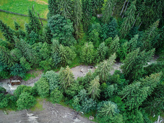 Naklejka premium Aerial View of a Lush Green Forest with a Flowing Stream..