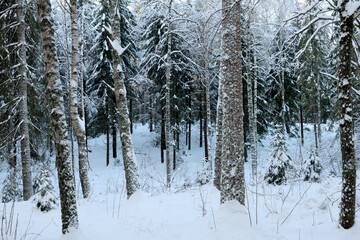 Fototapeta premium winter