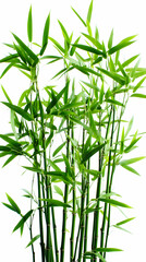 Fototapeta premium Green Bamboo Stalks and Leaves Gracefully Reach Upward Against a Pristine White Backdrop.