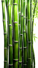 Obraz premium Close-Up of Lush Green Bamboo Stalks creates a vibrant and natural backdrop.