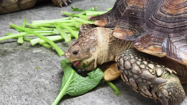 Large brown sea turtle in its natural habitat