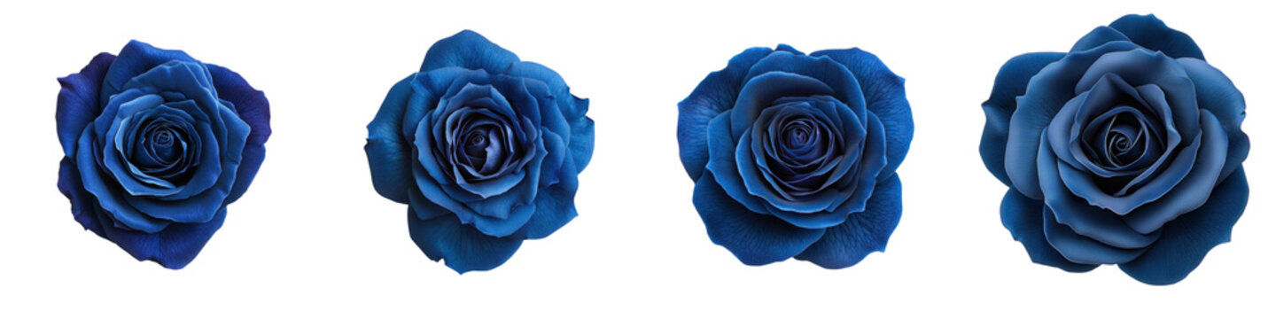 Majestic Blue Rose in Full Bloom Showcasing its Captivating Beauty   A stunning close up view of a deep blue rose displaying its delicate petals lush foliage and enchanting presence