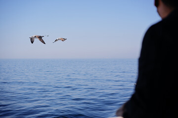 Man feeding the bird. Gull birds flying over the sea