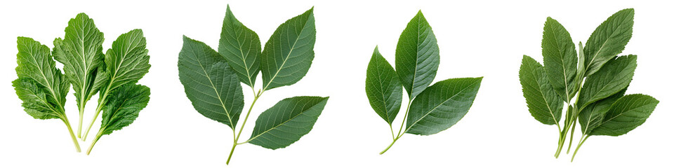 Fototapeta premium Variety of lush green leaves in a botanical backdrop showcasing the vibrant and healthy growth of natural plant life This image highlights the freshness organic nature