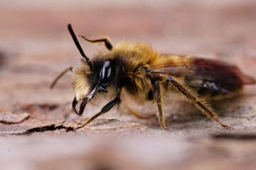 Natural closeup on a Large Sallow Mining Bee, Andrena apicata sitting on the trunk of a tree