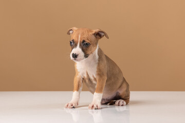 American Staffordshire Terrier puppy on a uniform background