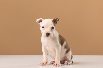 American Staffordshire Terrier puppy on a uniform background