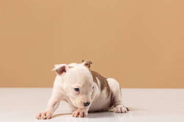 Fototapeta premium American Staffordshire Terrier puppy on a uniform background