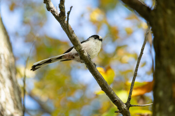 Wild Long-tailed Tit (Aegithalos caudatus) on a branch