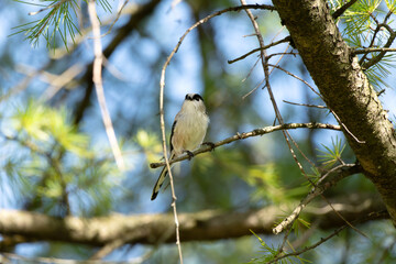 Wild Long-tailed Tit (Aegithalos caudatus) on a branch