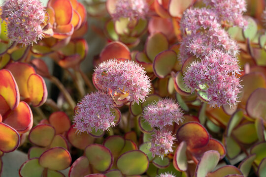 Pink Hylotelephium sieboldii var. ettyuense( the October Stonecrop), endemic to Japan