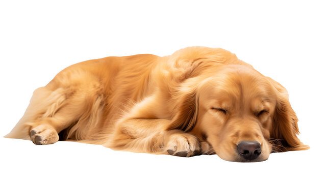 Adorable Golden Retriever Puppy Sleeping Peacefully isolated on transparent background