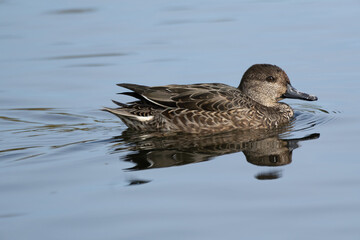 Wild Eurasian Teal (scientific name Anas crecca) or Common Teal swimming in the pond