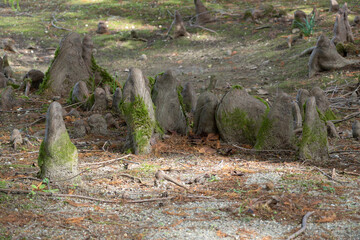 Close-up of breath-root clusters of Taxodium distichum, also known as bald cypress or swamp cypress