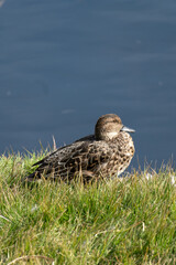 Female Common Teal (Anas crecca) beside the pond