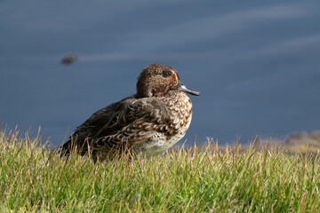 Female Common Teal (Anas crecca) beside the pond