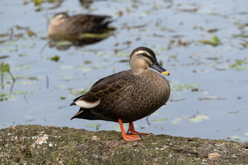 Spot‐billed duck on the rocks next to the pond. Its scientific name is Anas zonorhyncha.