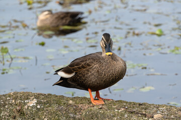 Spot‐billed duck on the rocks next to the pond. Its scientific name is Anas zonorhyncha.