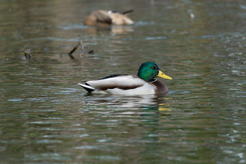 Fototapeta premium Male Mallard or Wild Duck (Anas platyrhynchos) swimming in a pond