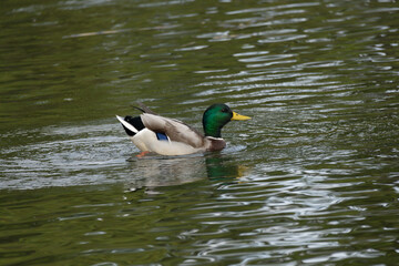 Wild male mallard (Anas platyrhynchos) swimming in the pond