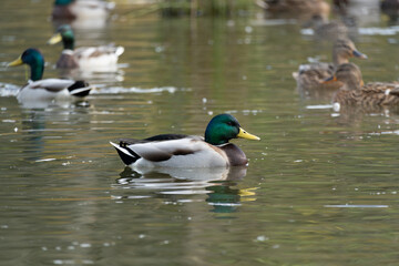 Male Mallard or Wild Duck (Anas platyrhynchos) swimming in a pond