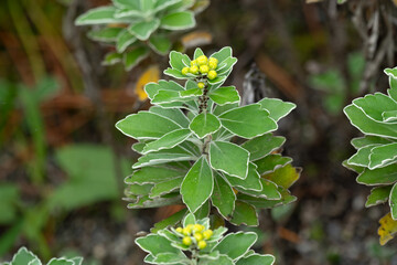 Leaves of Chrysanthemum pacificum, commonly called gold and silver chrysanthemum (Insects on stem)