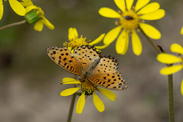 The Indian fritillary (Argynnis hyperbius) sucks on the nectar of flowers