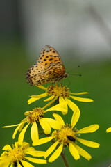 The Indian fritillary (Argynnis hyperbius) sucks on the nectar of flowers