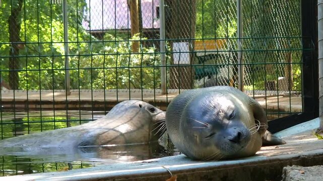 Newborn harbor seal baby, its scientific name is Phoca vitulina