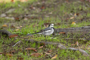 White Wagtail
