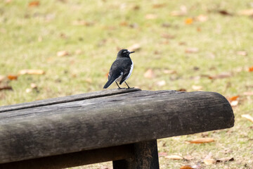 Japanese wagtail (Motacilla grandis)