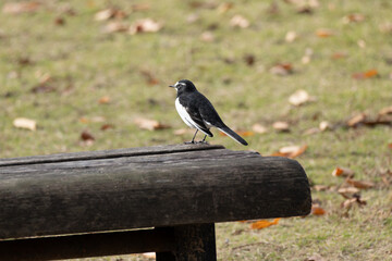 Japanese wagtail (Motacilla grandis)