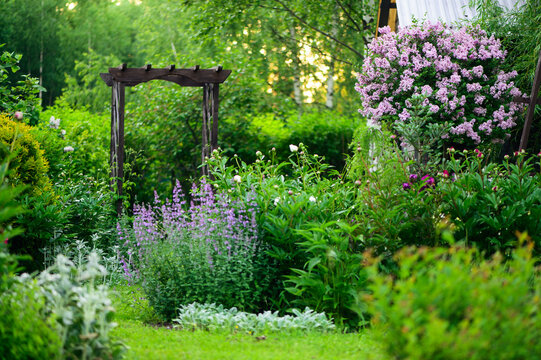 spring in cottage english garden. Blooming syringa meyeri Palibin, wooden archway, catnip (nepeta) and stachys. Blue and lilac colours.