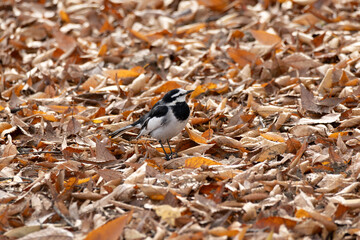 Motacilla alba lugens, known as the White Wagtail, rests on leaves in autumn.