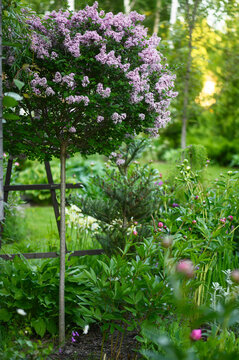 Cottage english garden in spring. Blooming syringa meyeri Palibin on stam close up.