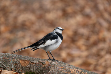Motacilla alba lugens, known as the White Wagtail, rests on a tree trunk surrounded by fall foliage.