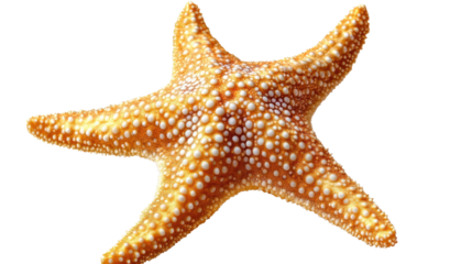 Golden Starfish: A detailed close-up reveals the intricate texture and vibrant color of a starfish, its five arms radiating outwards in a captivating display of marine life.  